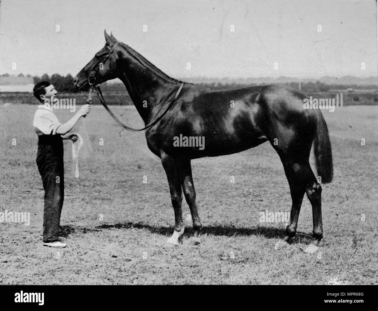 'Pretty Polly', 1901-1931, (1911). Artiste : Inconnu. Banque D'Images