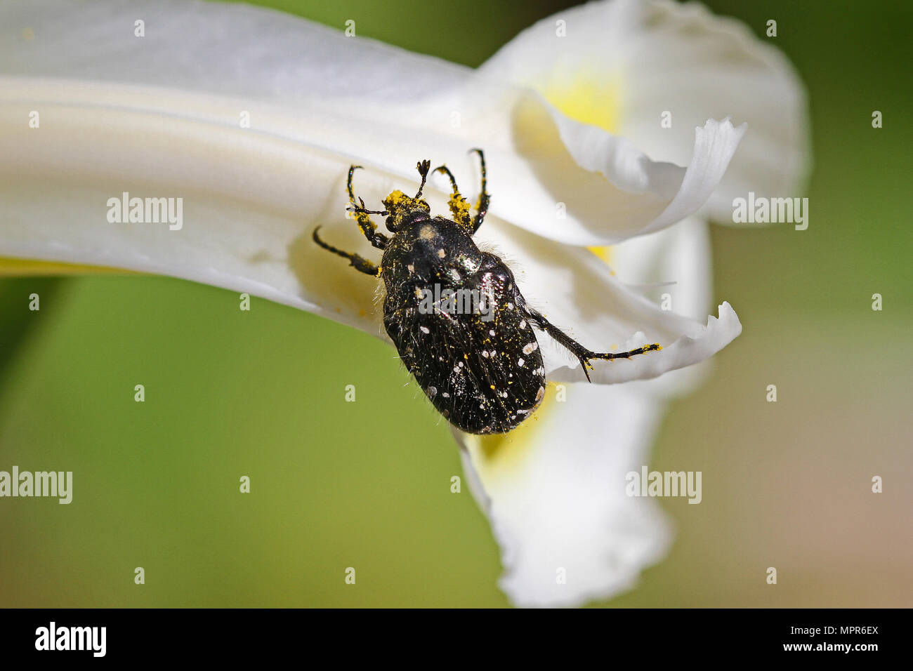 Bug du hanneton européen ou asiatique ou june bug Oxythyrea funesta nom Latin couvert de pollen sur une fleur d'iris en Italie aussi appelée hanneton repéré Méditerranée Banque D'Images