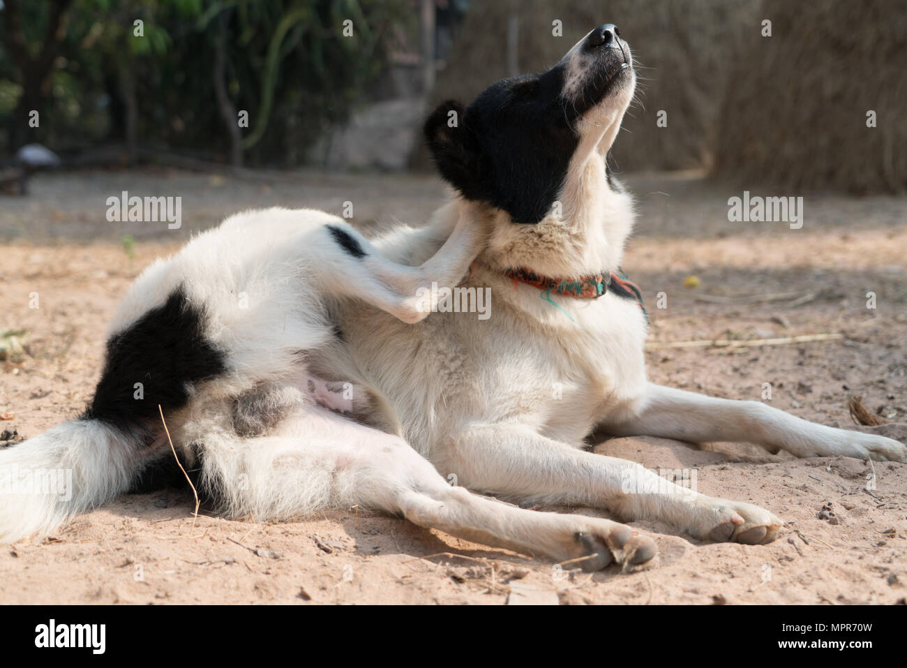 Le chien noir et blanc portant sur le sable pour exercer le yoga Banque D'Images