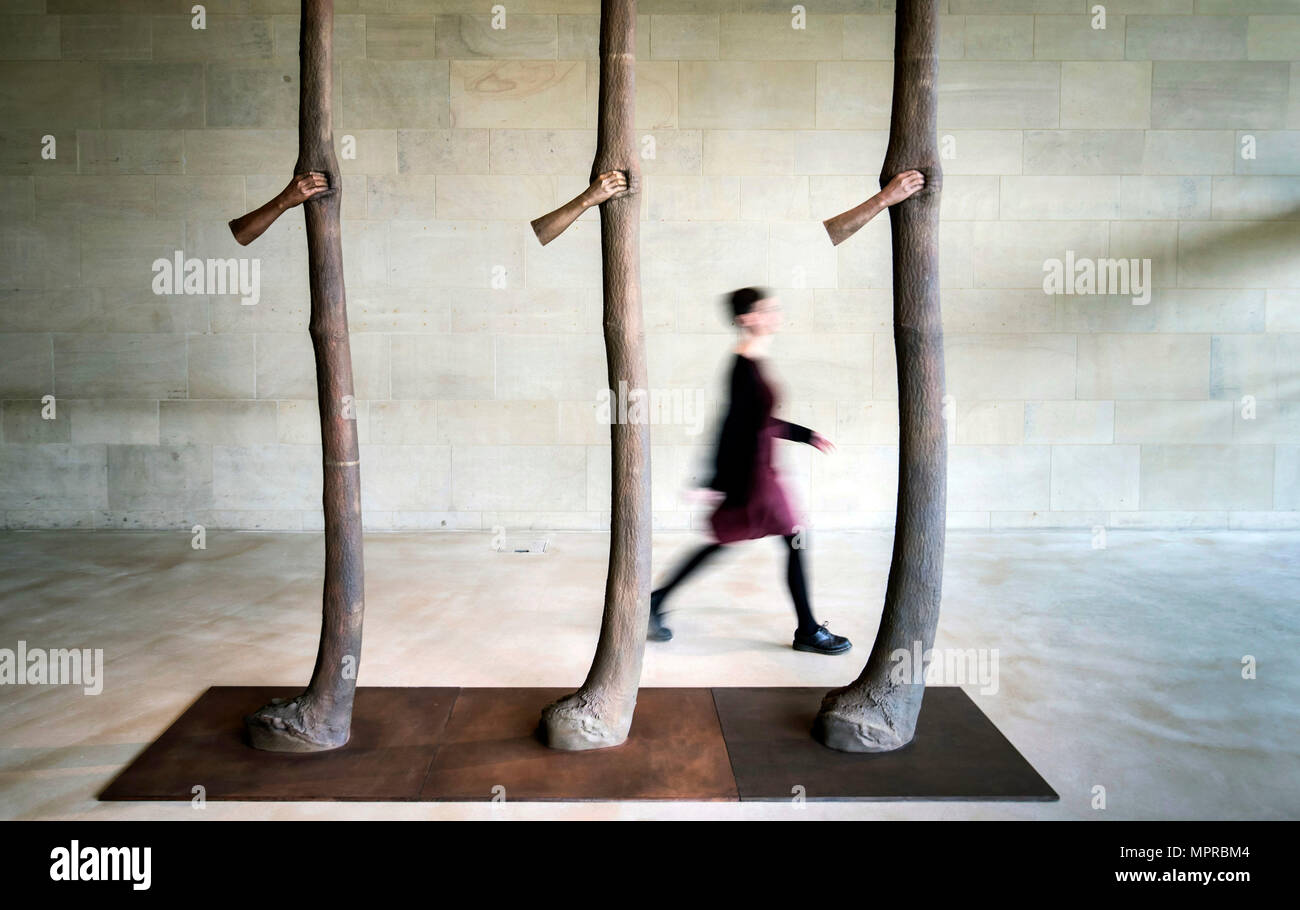 Kerry Chase passe devant une sculpture intitulée Trattenere 6,8,12 anni di crescita par l'artiste Giuseppe Penone, partie d'une nouvelle exposition au Yorkshire Sculpture Park, près de West Bretton. Banque D'Images