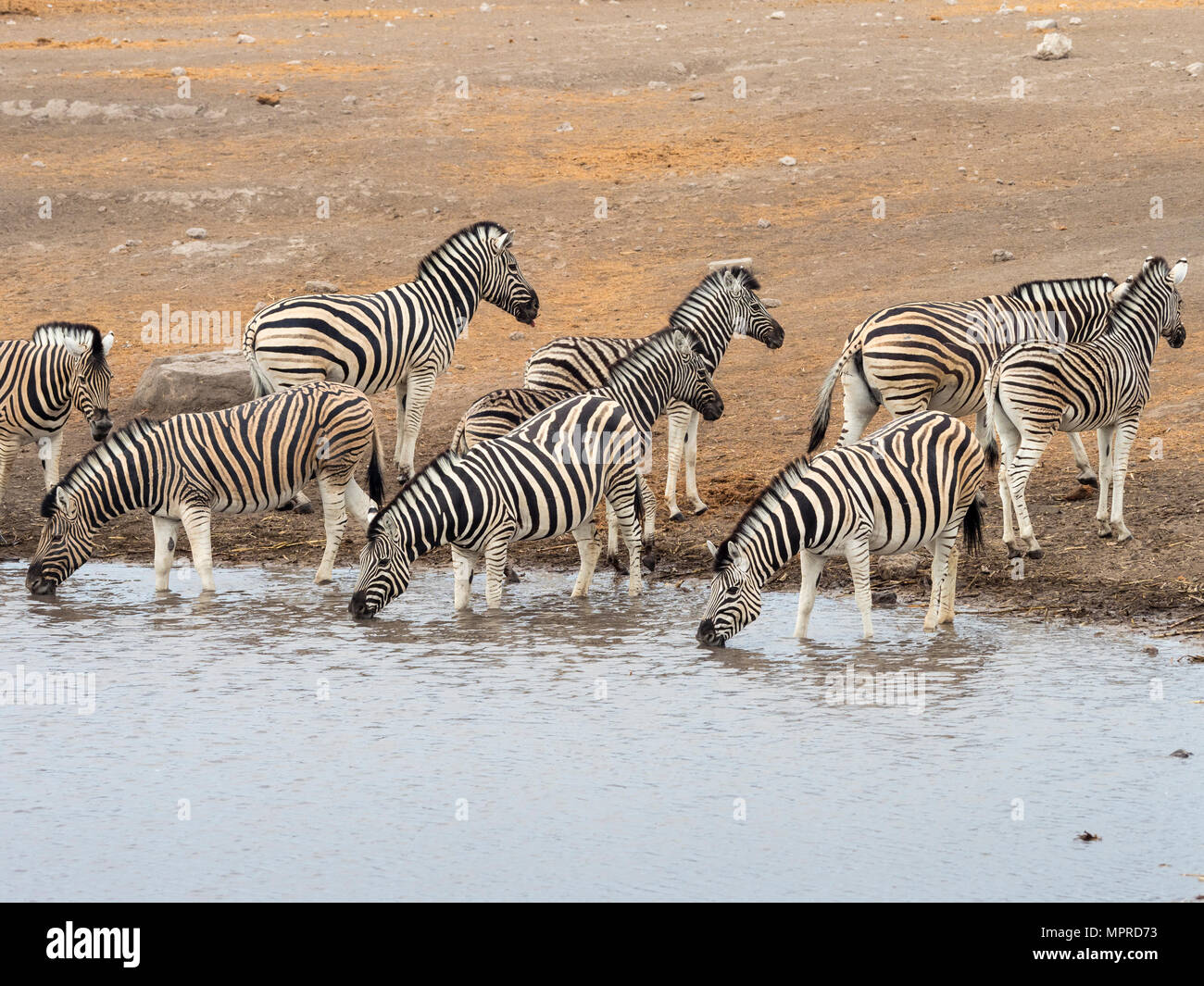 L'Afrique, la Namibie, Etosha National Park, des plaines des zèbres au point d'Equus quagga Banque D'Images