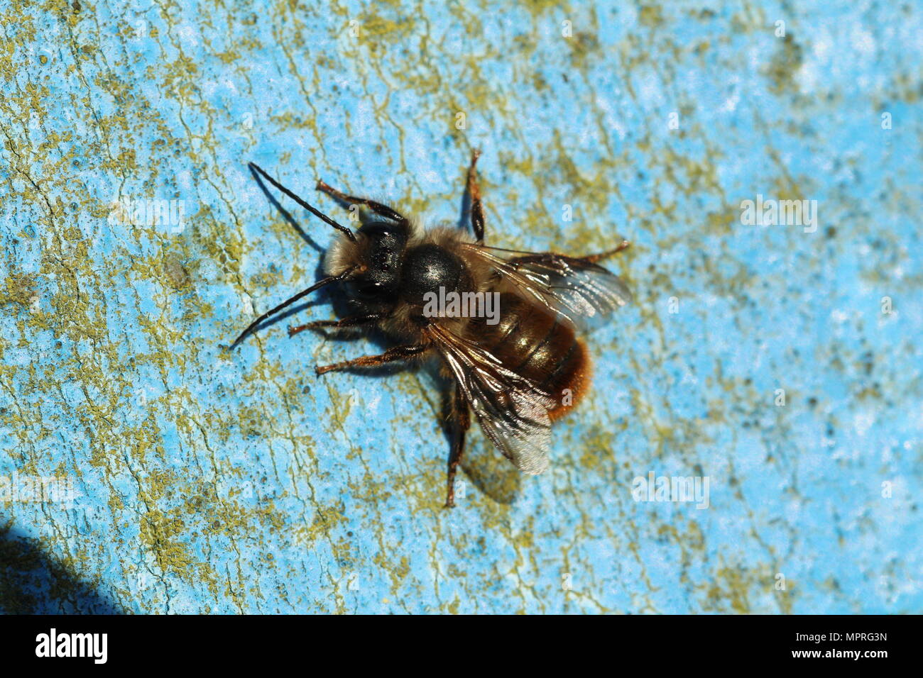 Les espèces d'abeilles solitaires Osmia bicornis (ou Rouge Mason-bee), sur un poste. Banque D'Images