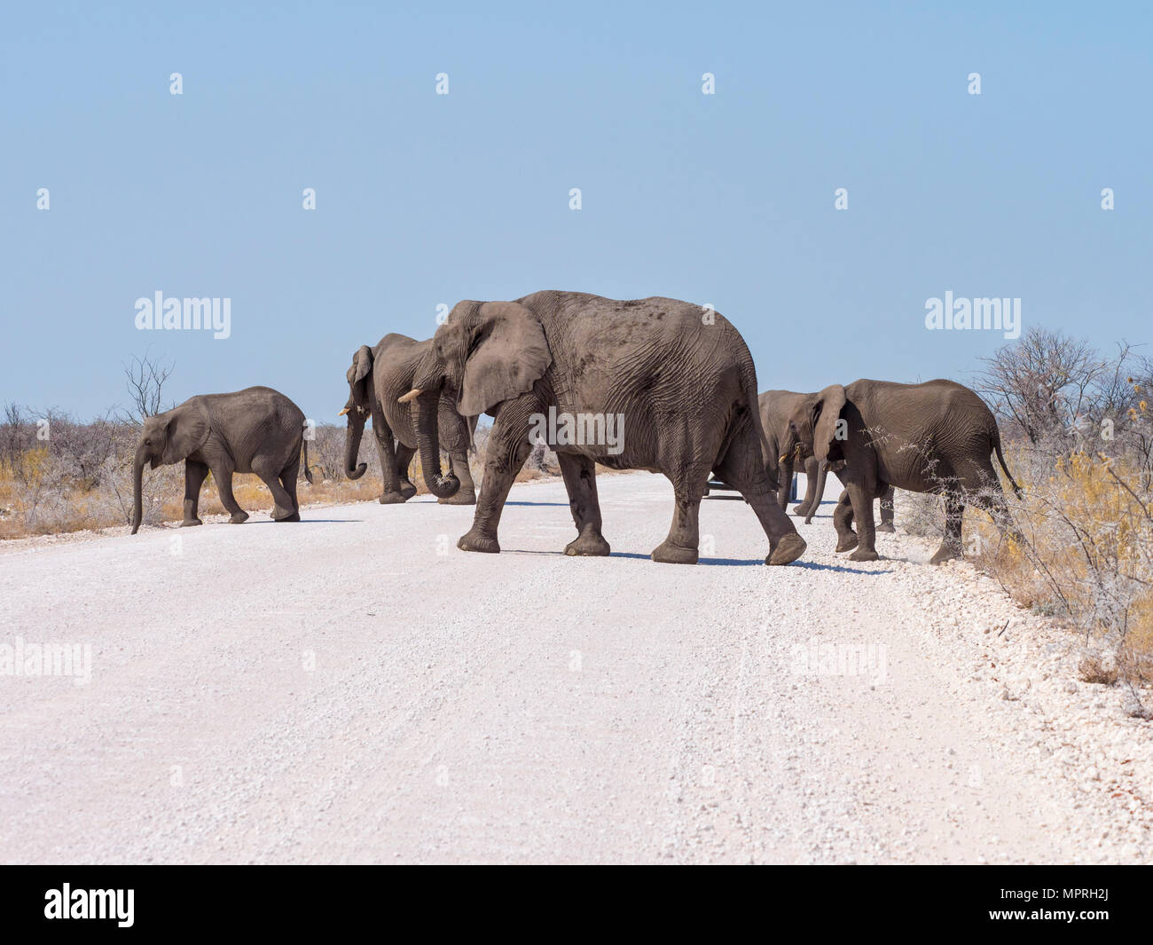 L'Afrique, la Namibie, Etosha National Park, passage à niveau, route 100 timbres Loxodonta africana Banque D'Images