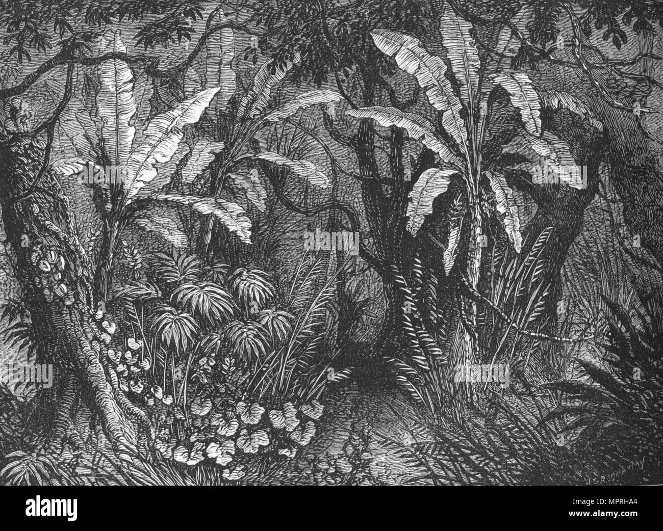 "Dans la brousse", c1880. Artiste : John Greenaway. Banque D'Images