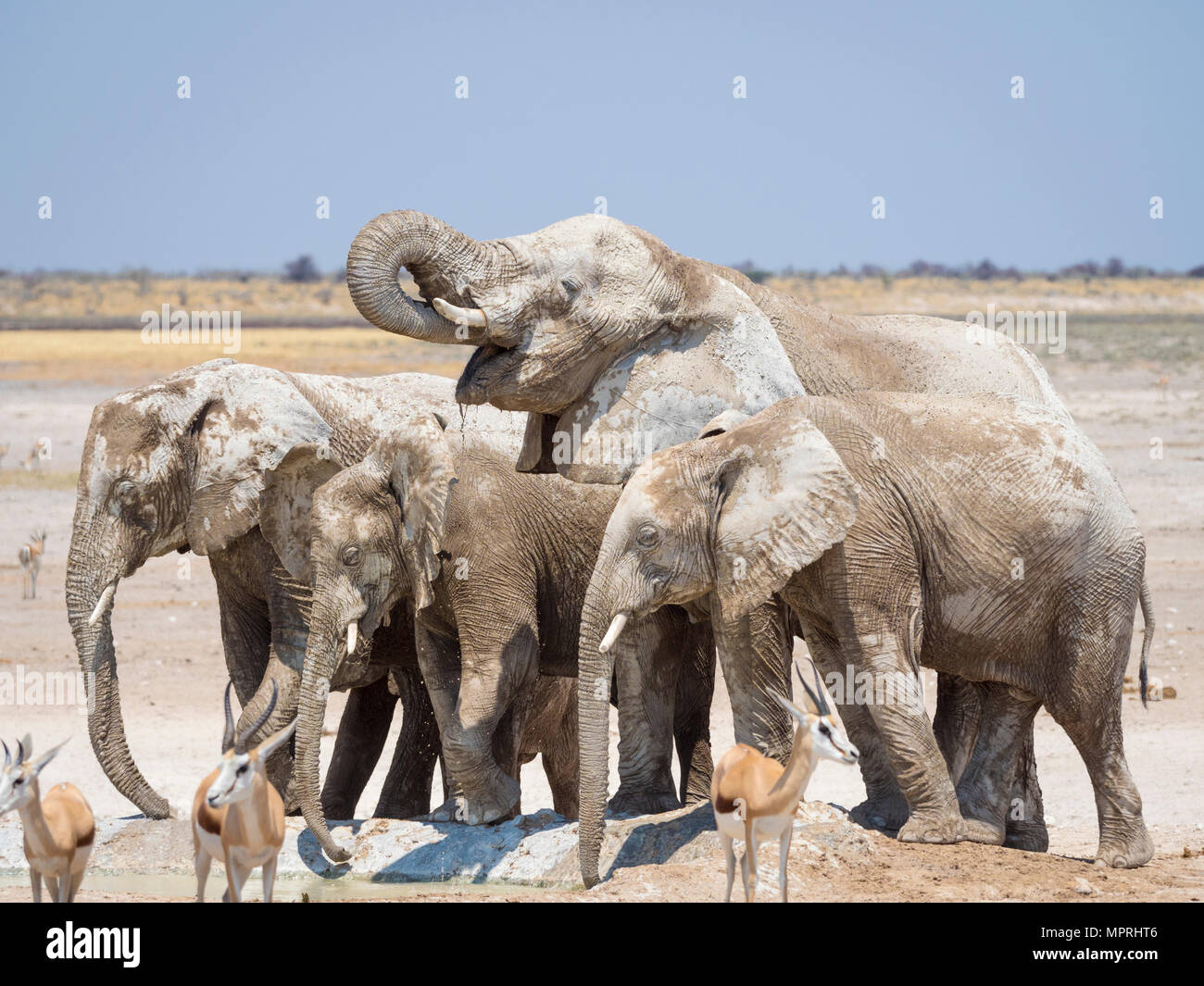 L'Afrique, la Namibie, Etosha National Park, à 100 timbres waterhole, Loxodonta africana Banque D'Images