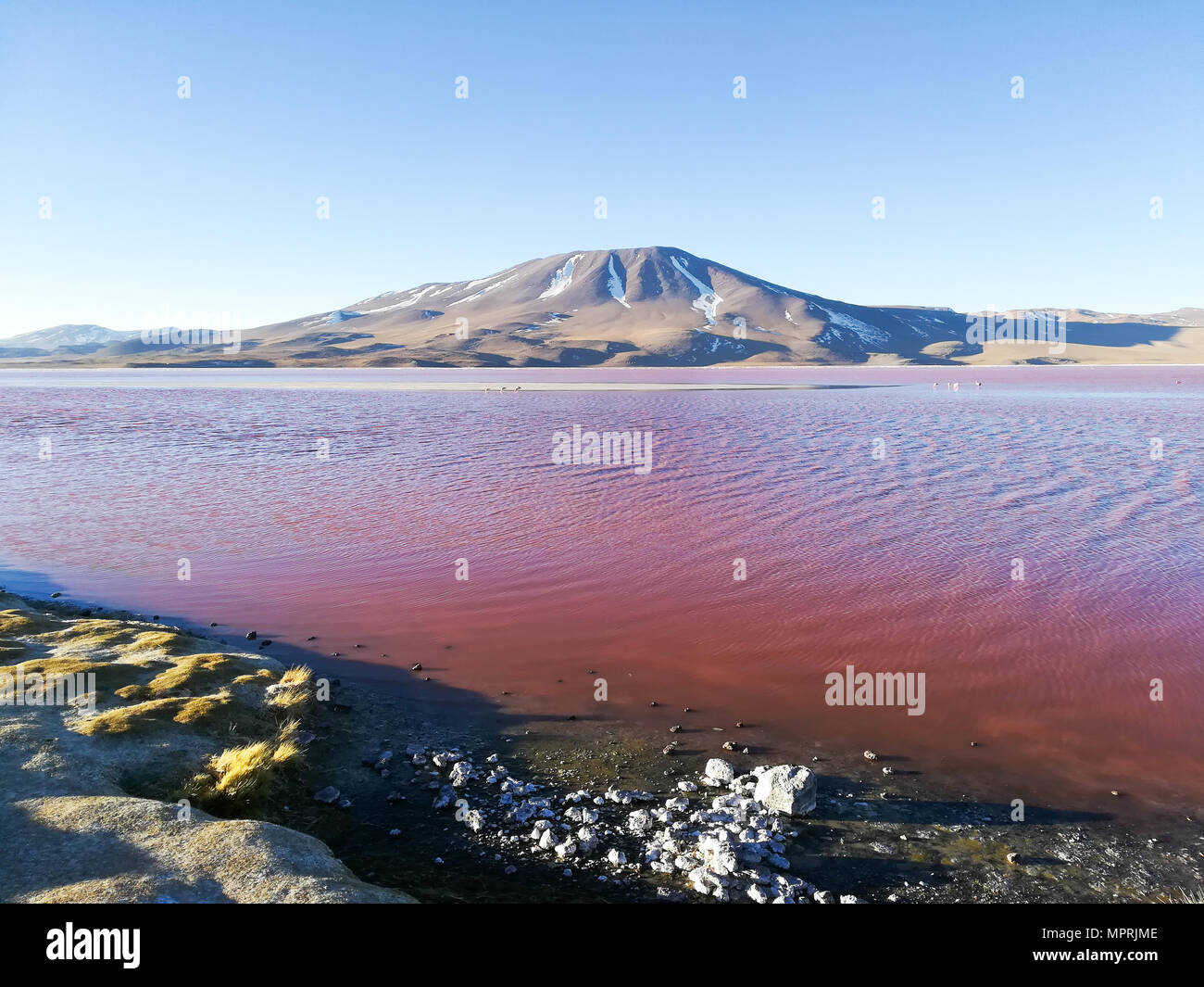 La Laguna Colorada aménage, la Bolivie. Beau panorama de la Bolivie. Lagune d'eau rouge Banque D'Images