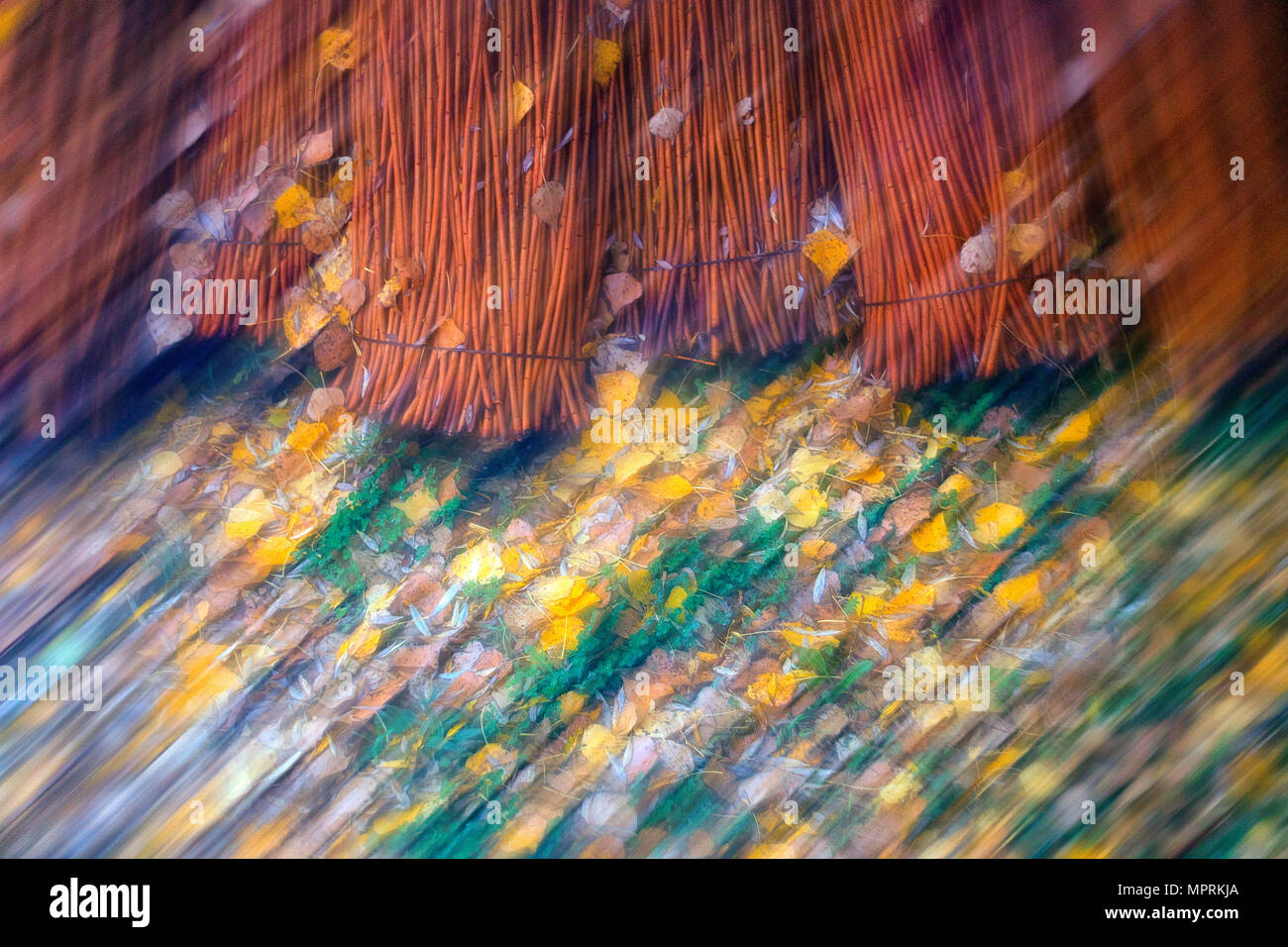 L'Espagne, la culture de l'osier à Canamares en automne, blurred Banque D'Images