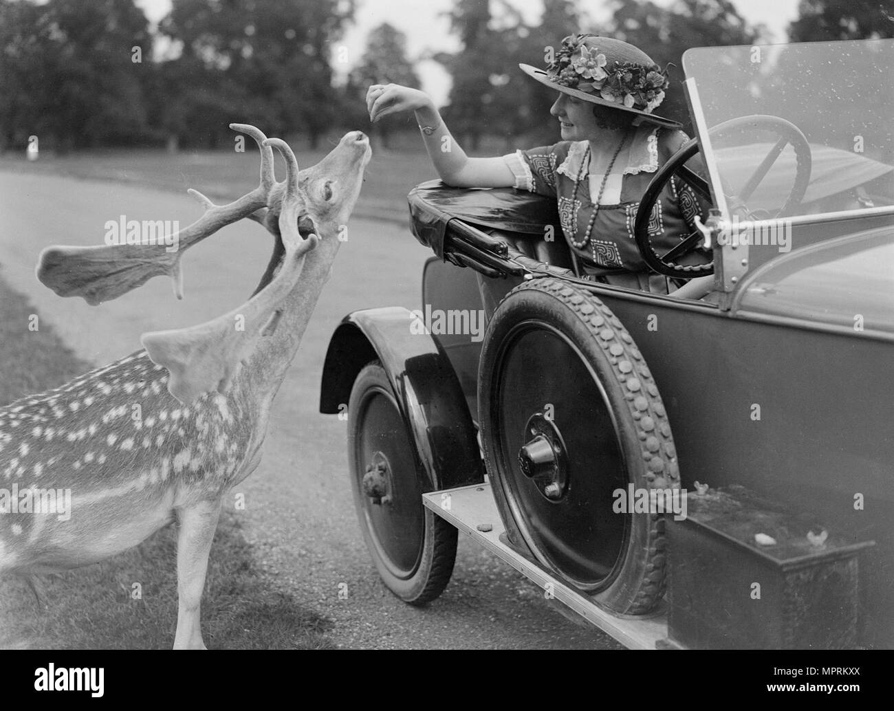 Femme dans une voiture de la BSA nourrir un chevreuil dans Richmond Park, Surrey, c1920s. Artiste : Bill Brunell. Banque D'Images