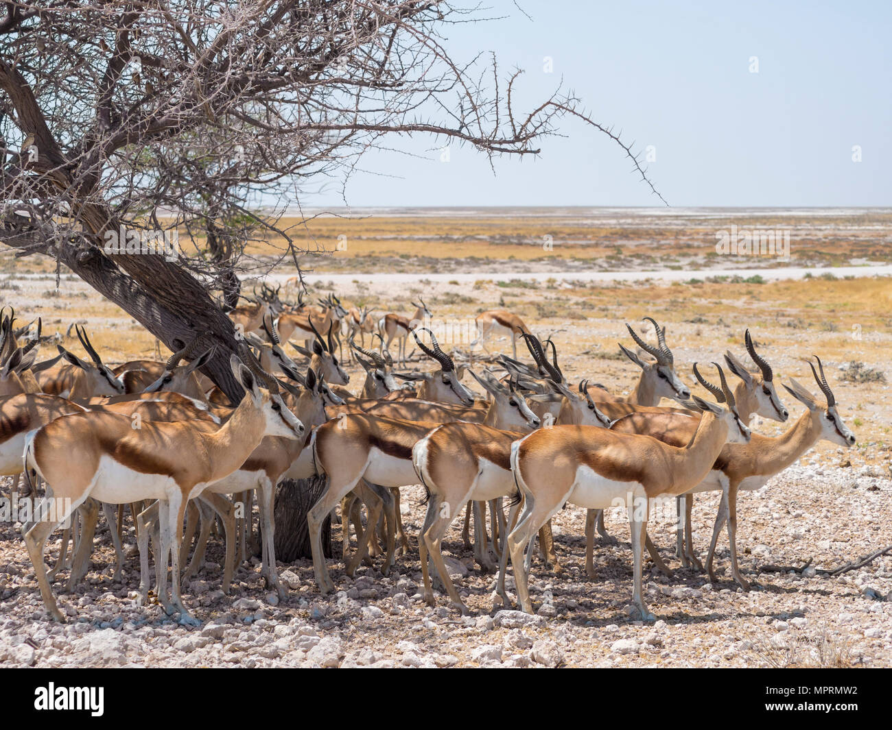 L'Afrique, la Namibie, Etosha National Park, groupe des springboks en vertu de l'arbre dans l'ombre Banque D'Images