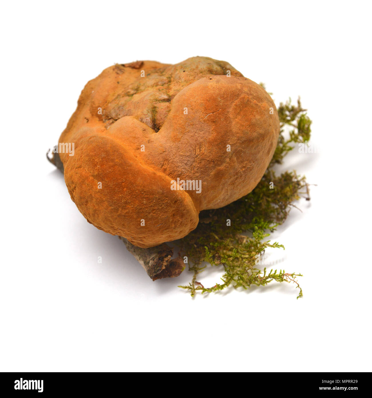 L'Inonotus cuticularis champignon isolé sur fond blanc Banque D'Images