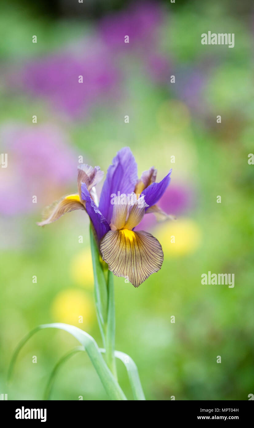 Iris hollandica en fleur au printemps. Banque D'Images