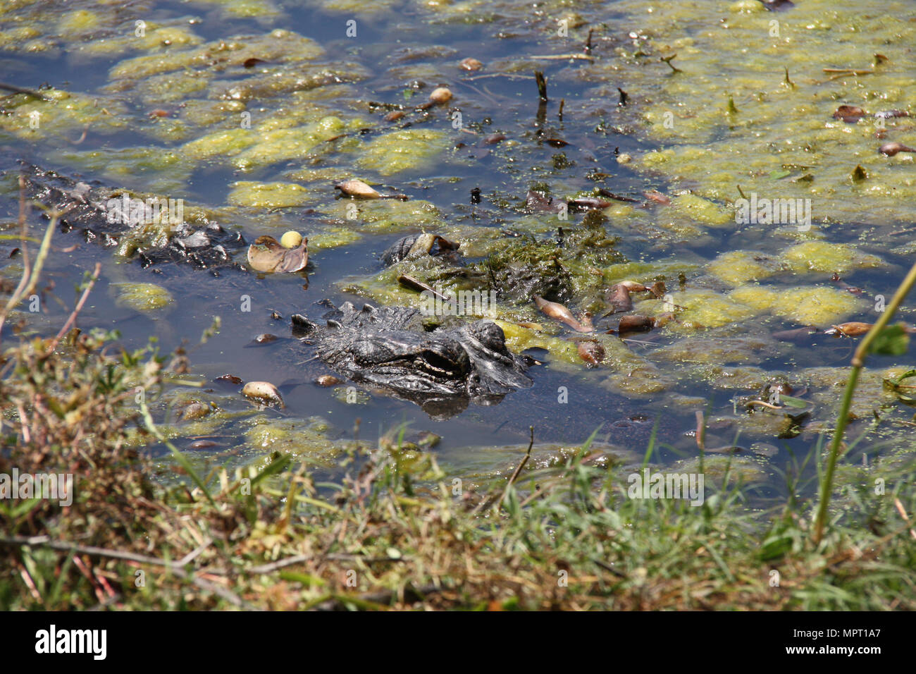 Dans un marais d'alligator, la détente au soleil, les yeux ouverts Banque D'Images