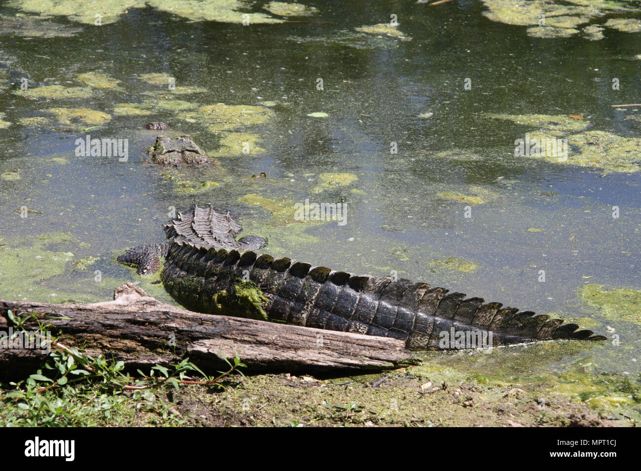 Dans un marais d'alligator, la détente au soleil, les yeux ouverts Banque D'Images