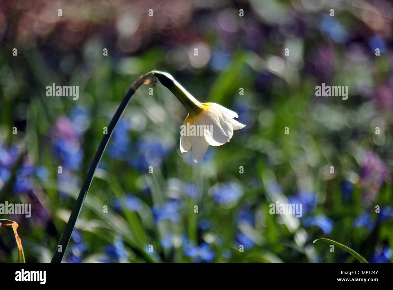 Fleur blanche sur un champ au printemps Banque D'Images