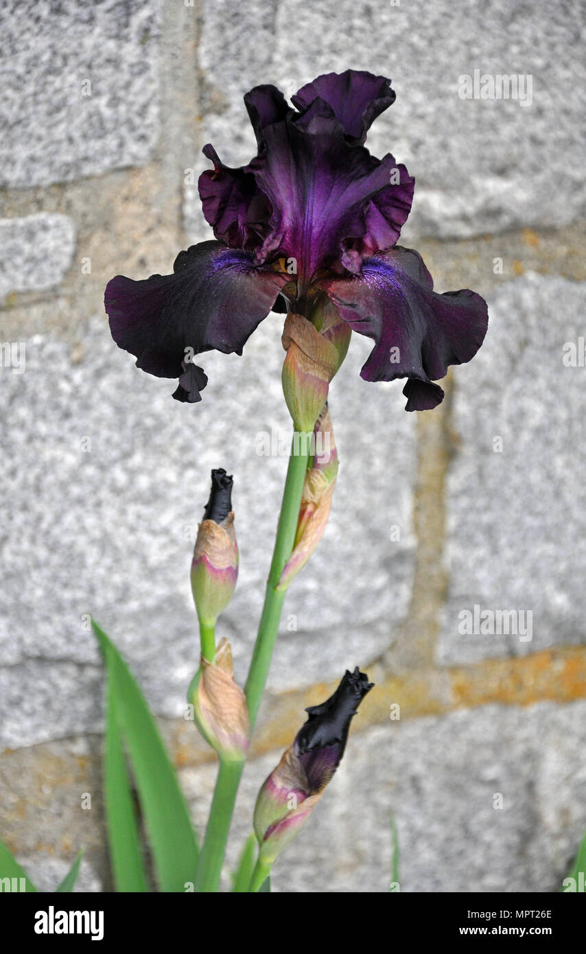 Belle fleur iris violet foncé en pleine floraison Banque D'Images