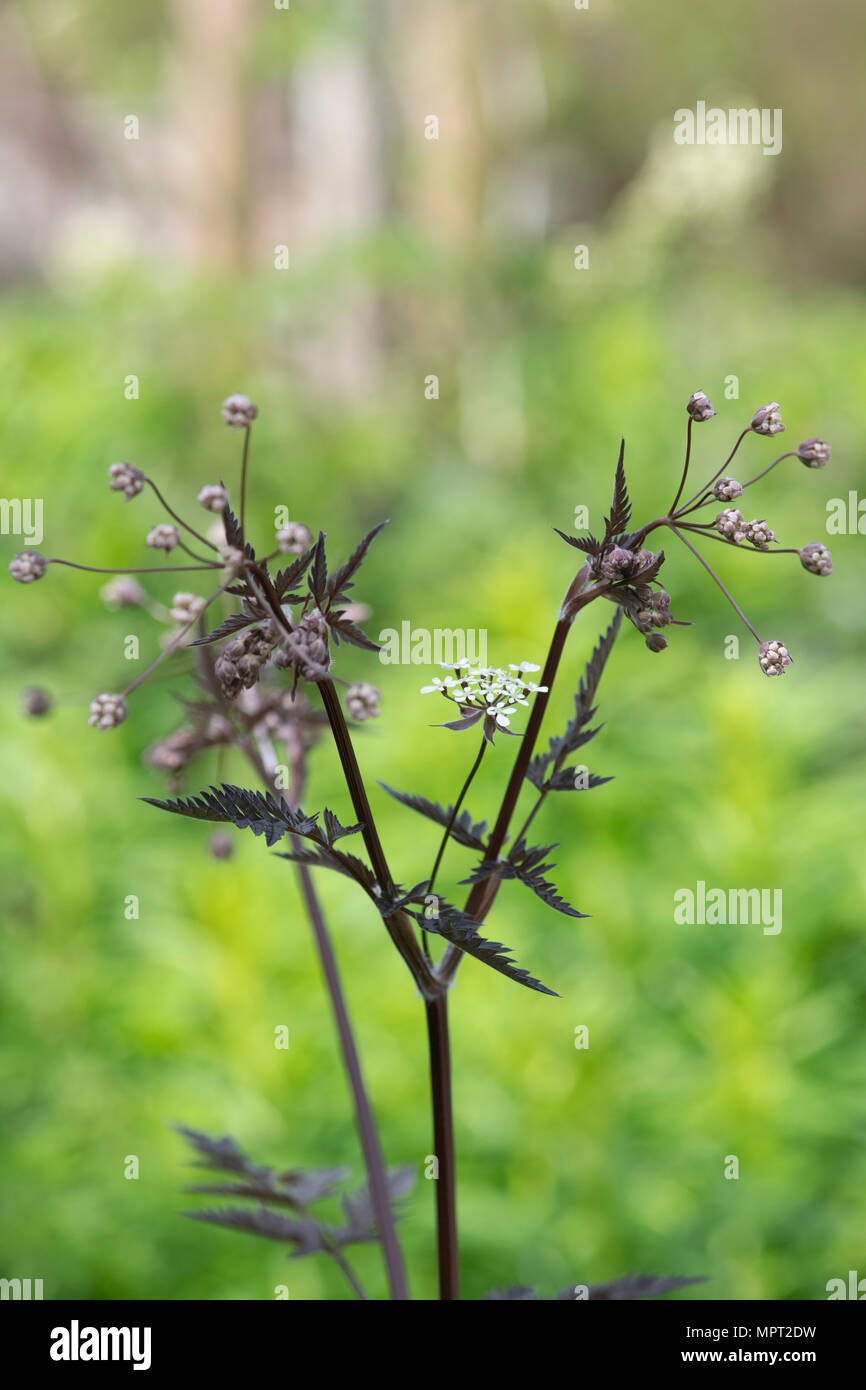 Anthriscus sylvestris 'Ravenswing' . Vache Noire le persil dans un jardin de printemps. UK Banque D'Images