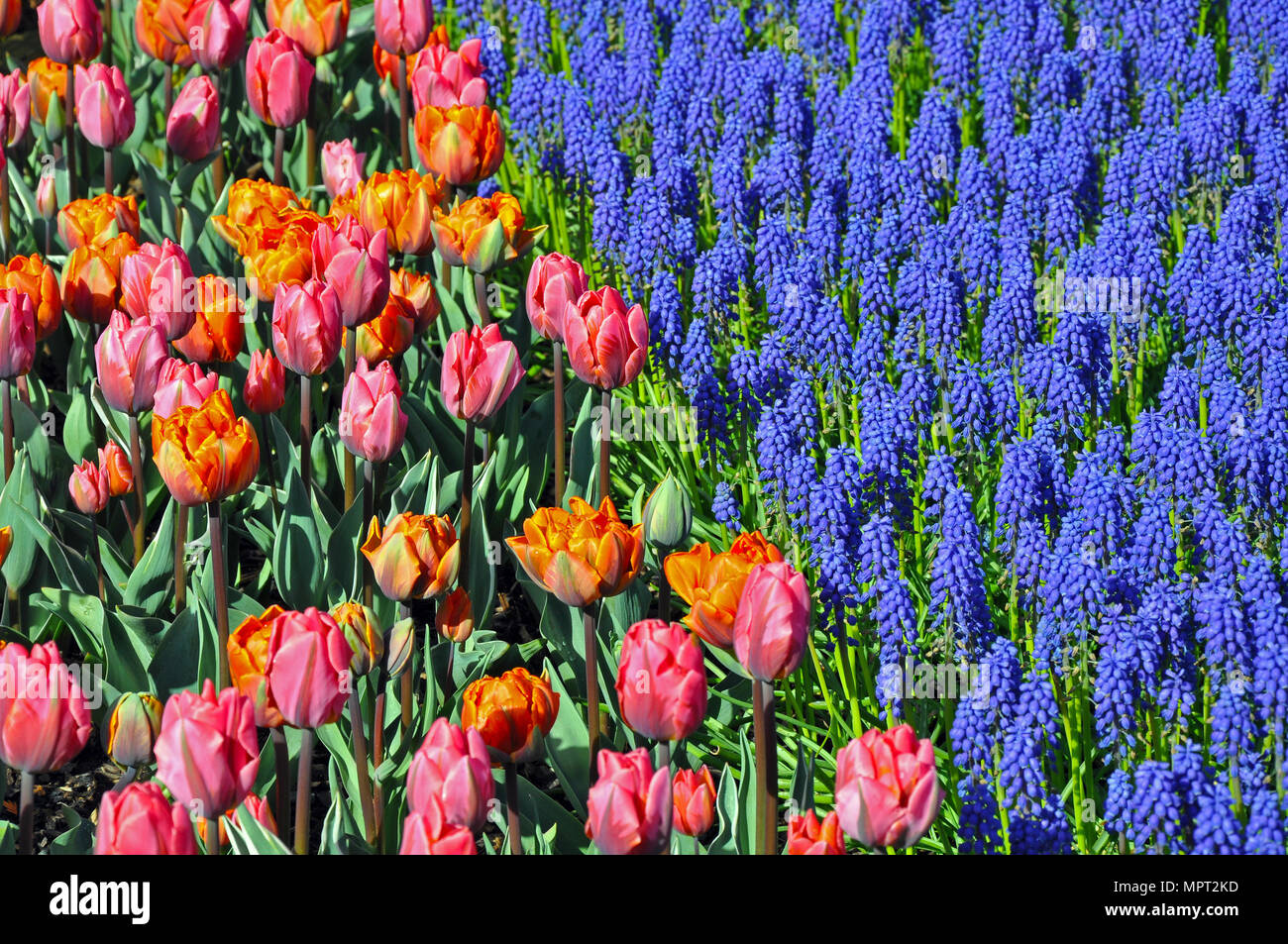 Tulipes colorées et fleurs muscari jardin au printemps Banque D'Images