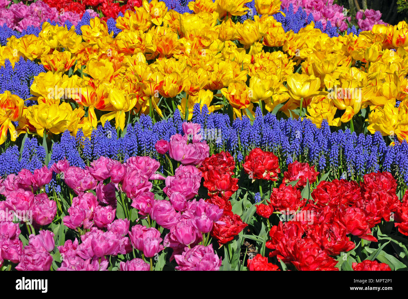 Beau printemps tulipes et jardin de fleurs muscari Banque D'Images