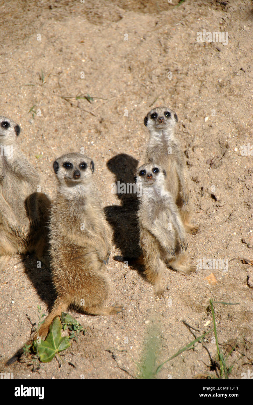 High angle shot d'une famille de suricates, un plein développement et deux jeunes, à la curiosité et directement dans l'appareil photo Banque D'Images