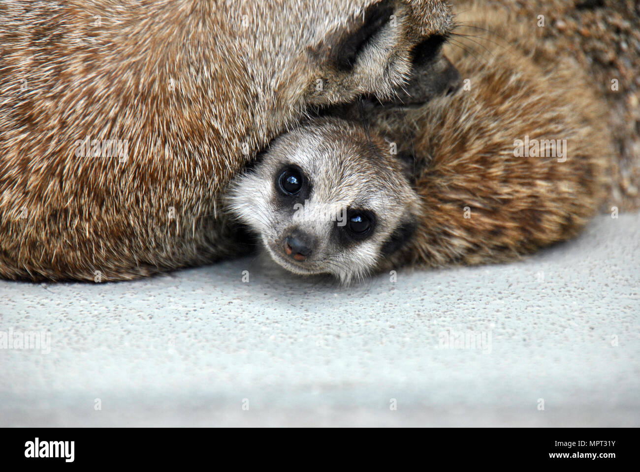Tourné au-dessus d'un bébé se cacher derrière sa famille suricates mais être curieux à propos de l'appareil photo Banque D'Images