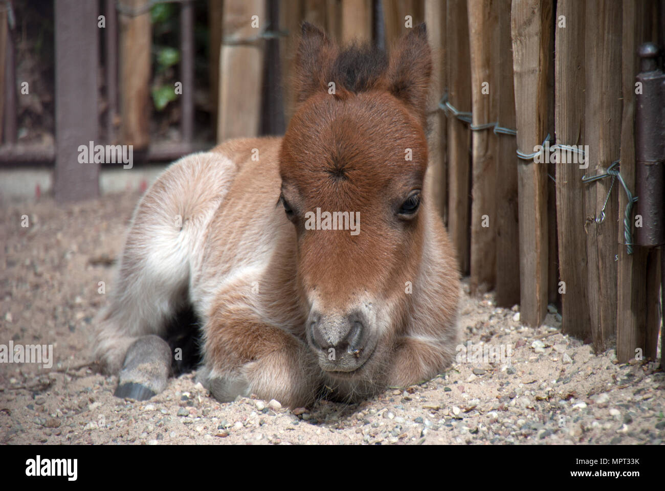 Portrait Of A Cute Baby Poney Allonge Sur Le Sol Photo Stock Alamy
