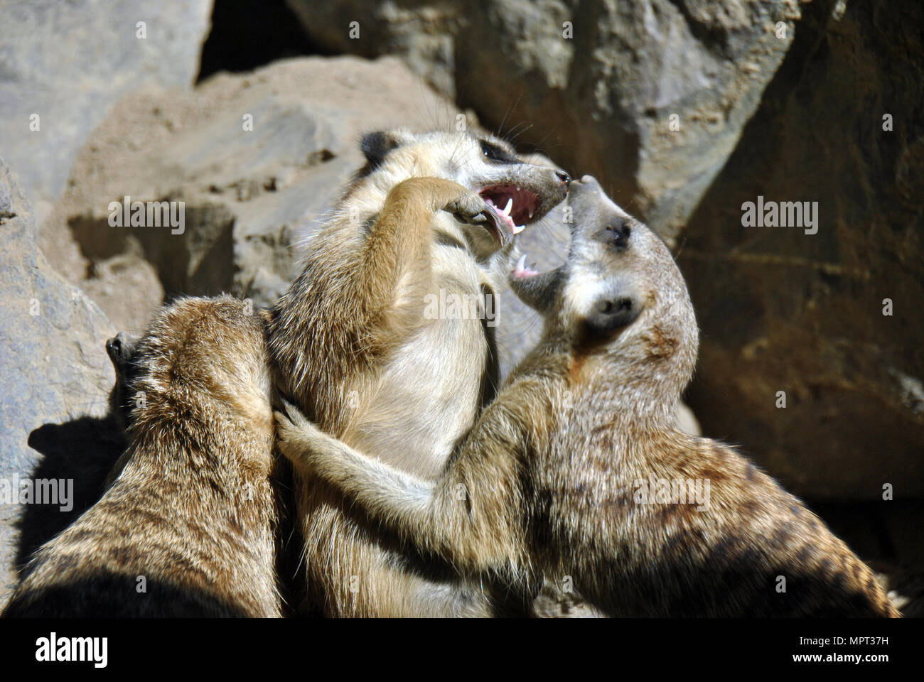 Les suricates jouer-lutter les uns contre les autres, montrant leur côté féroce tout en étant mignon en même temps Banque D'Images