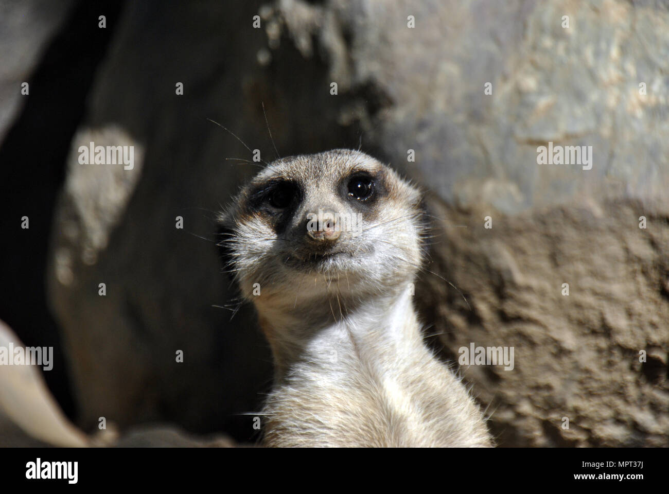 Meerkat curieux regardant la caméra Banque D'Images