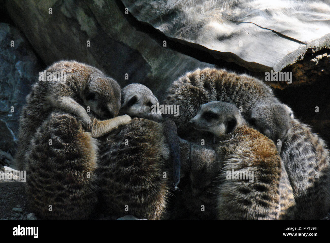 Une famille de suricates en tenant un pan comme un immense tas de poilu mignon Banque D'Images