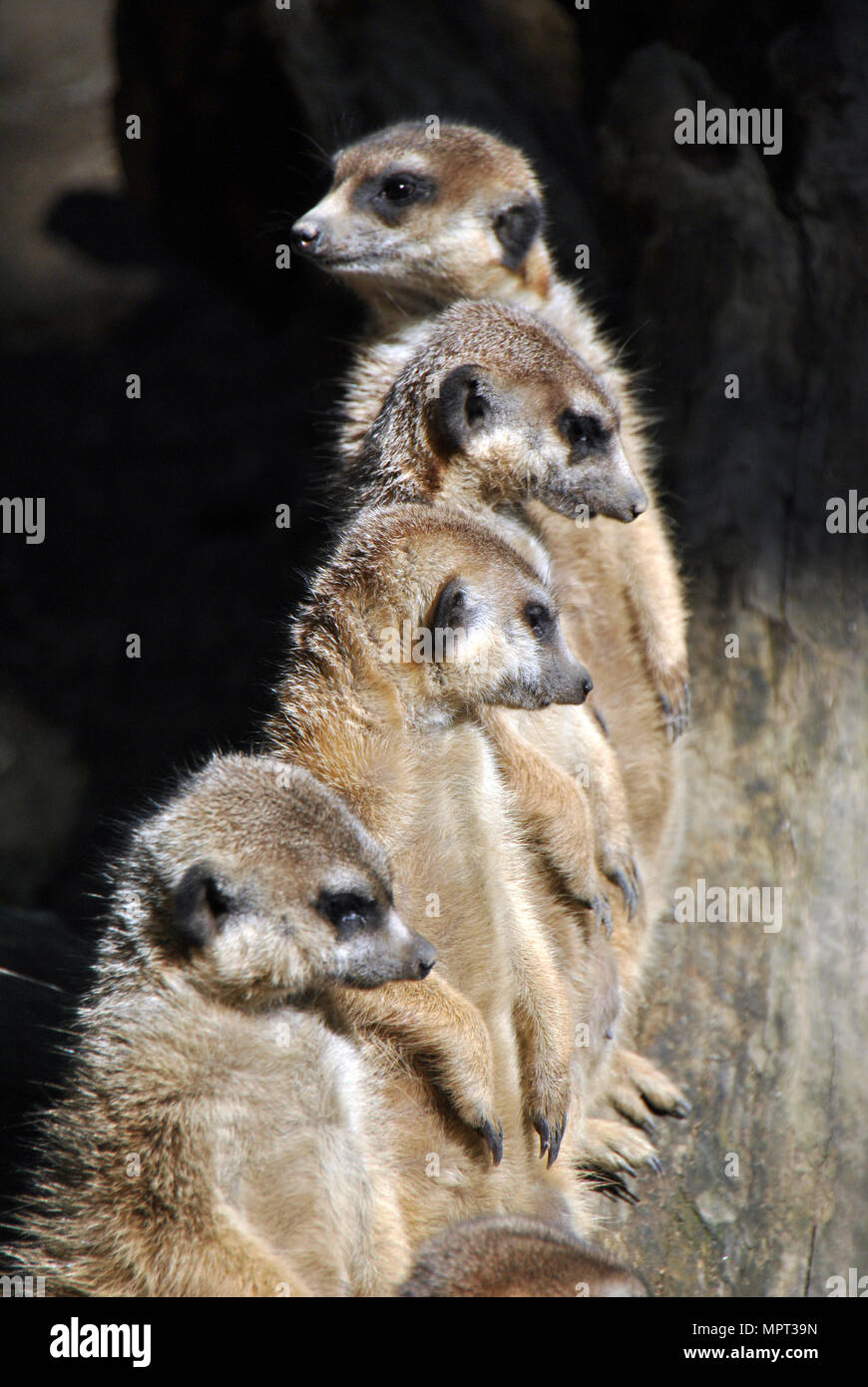 Meerkat family sitting in a row Banque D'Images