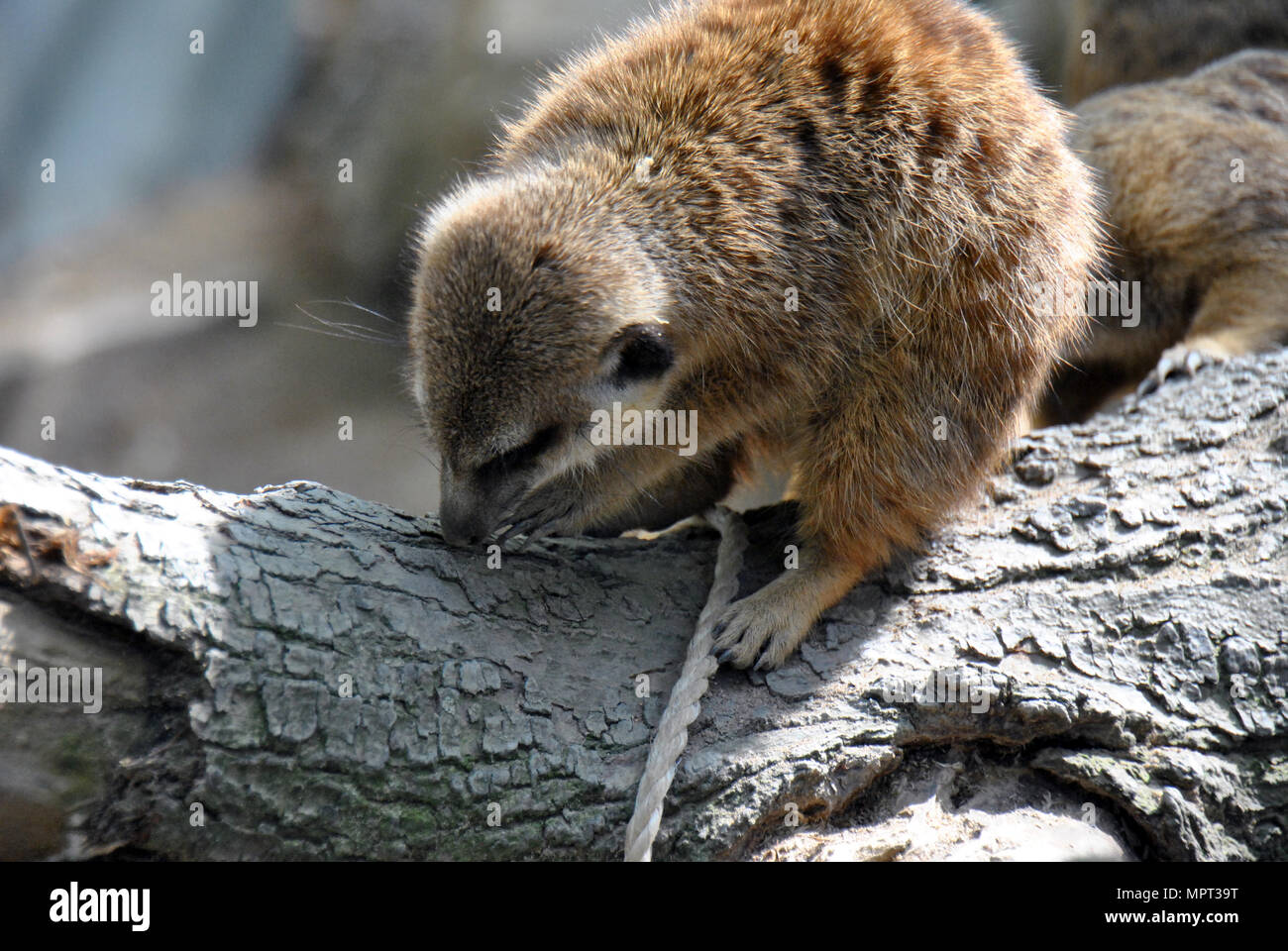 Meerkat travaillant sur bois Banque D'Images