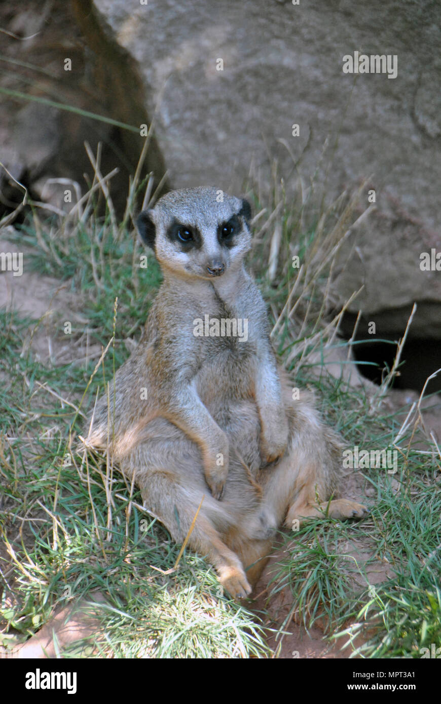 Meerkat au frais dans l'ombre sur une chaude journée d'été Banque D'Images