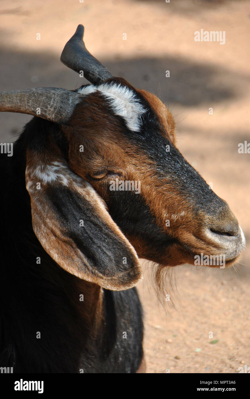 Portrait d'une chèvre au soleil avec de grandes oreilles et des cornes Banque D'Images