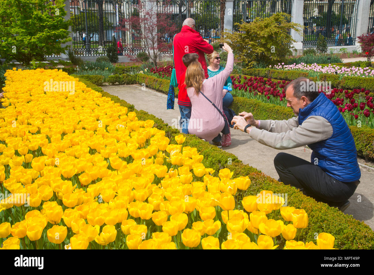 Les gens de l'hôtel Tulip fleurs jardin. Jardin botanique, Madrid, Espagne. Banque D'Images