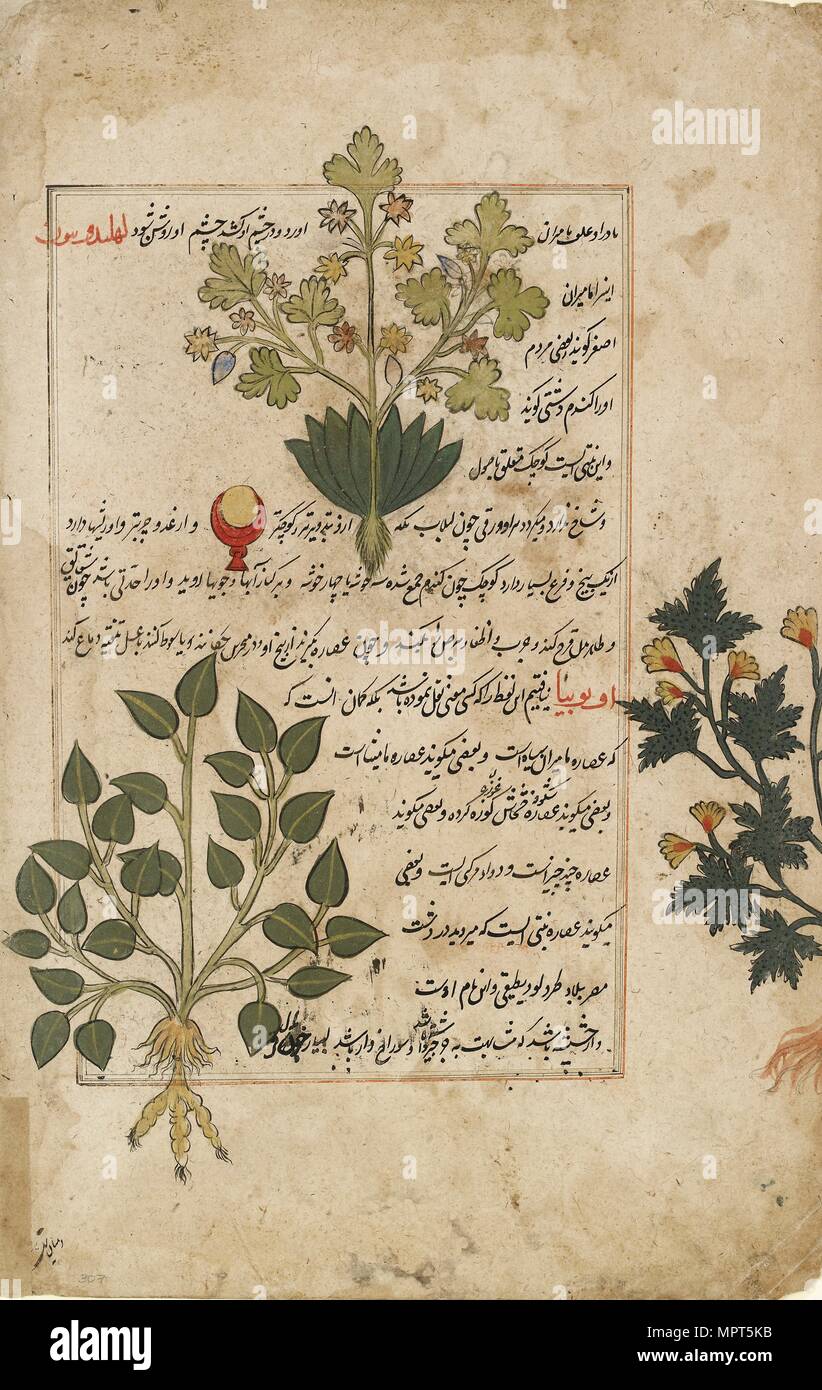 Double illustré décrivant les chardons et folio d'autres plantes médicinales, 1595. Artiste : Inconnu. Banque D'Images