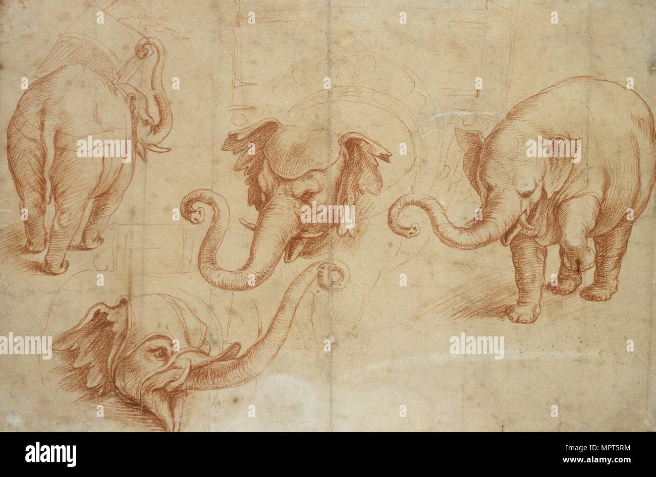 Quatre études d'un éléphant, au début du 16e siècle. Artiste : Jules Romain. Banque D'Images