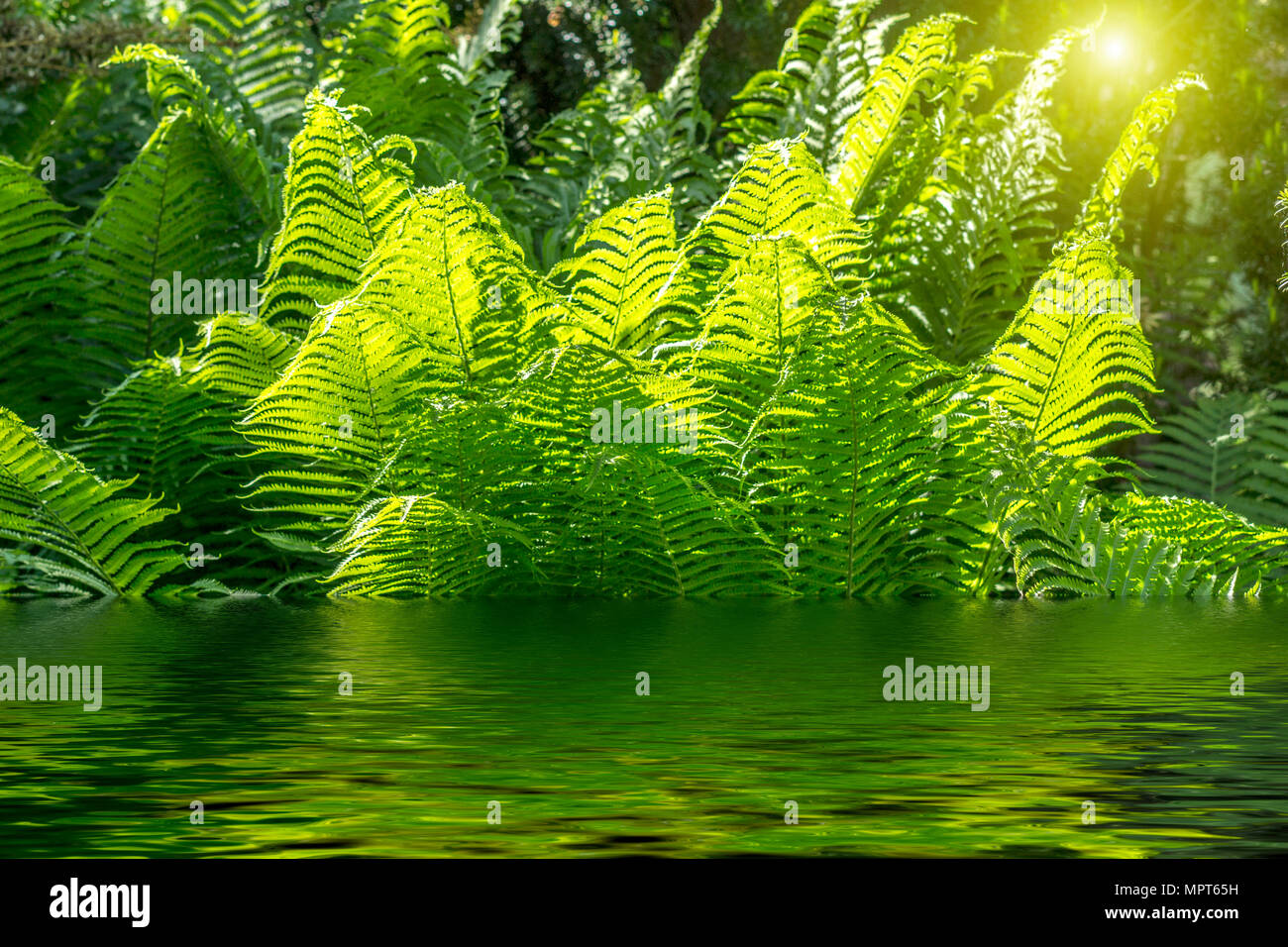 Beau feuillage vert avec fougères fougère fleur verte à la lumière du soleil d'arrière-plan Banque D'Images