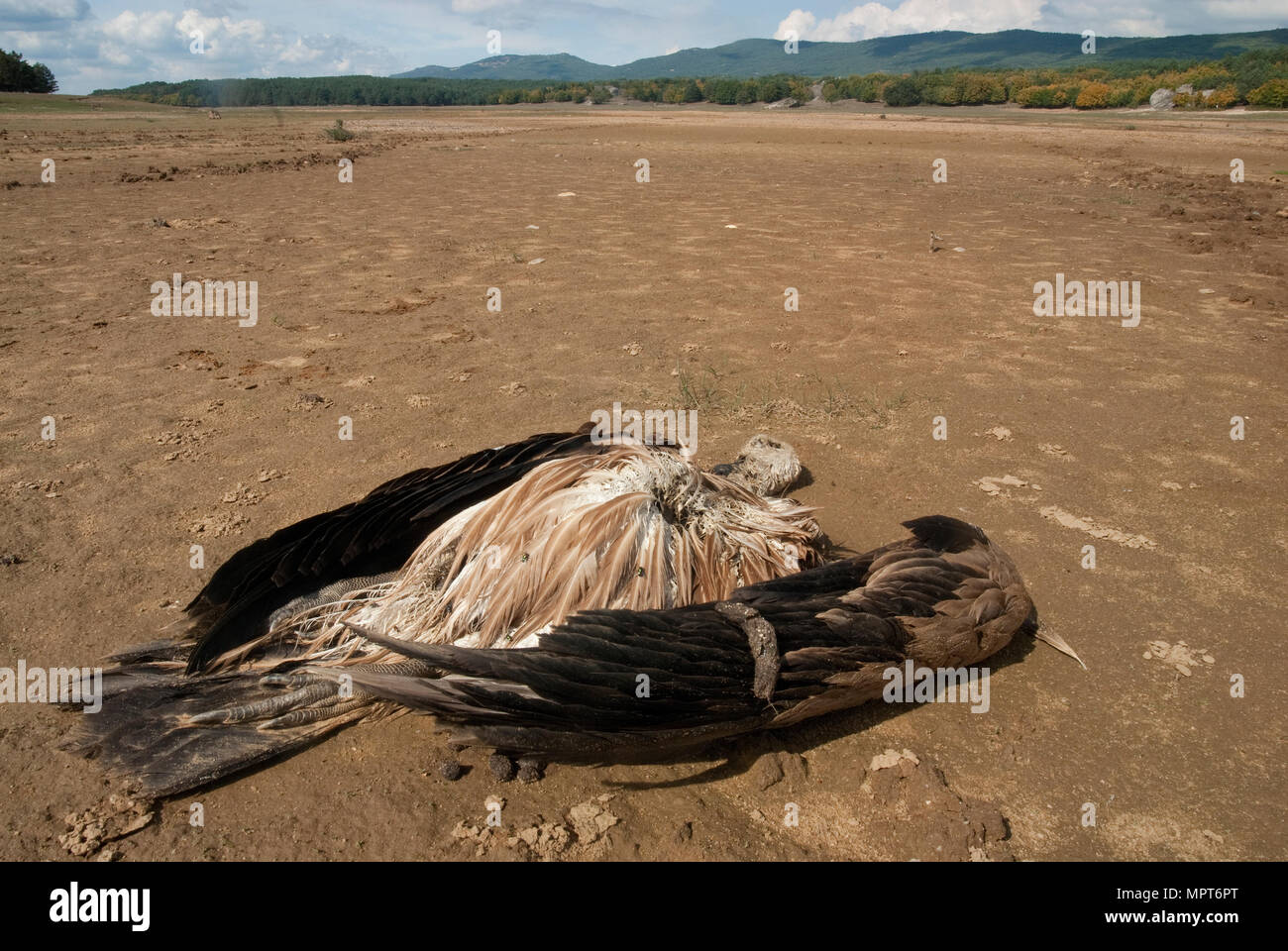 Un vautour tué par le poison dans le lit asséché d'un réservoir, Gyps fulvus Banque D'Images