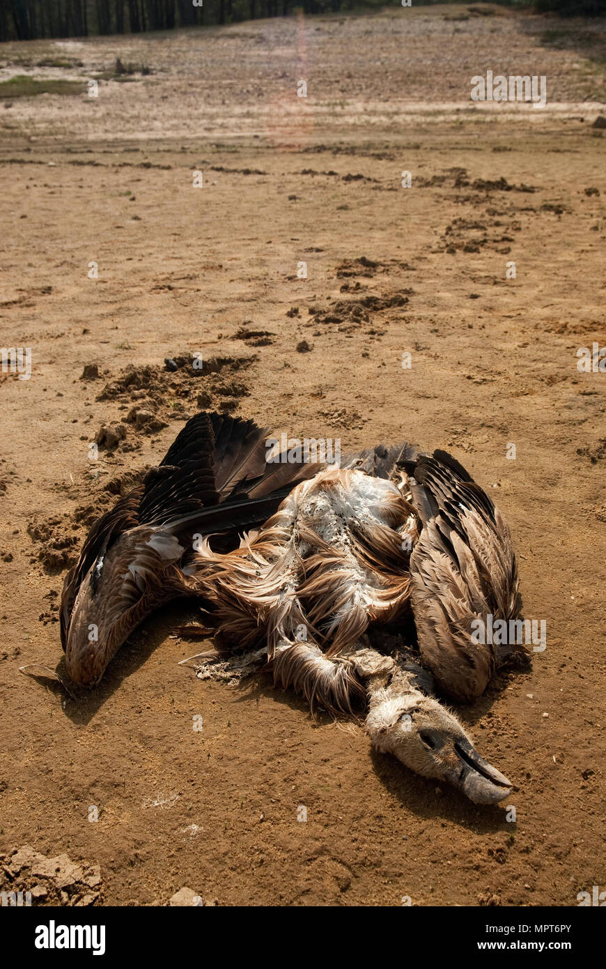 Un vautour tué par le poison dans le lit asséché d'un réservoir, Gyps fulvus Banque D'Images