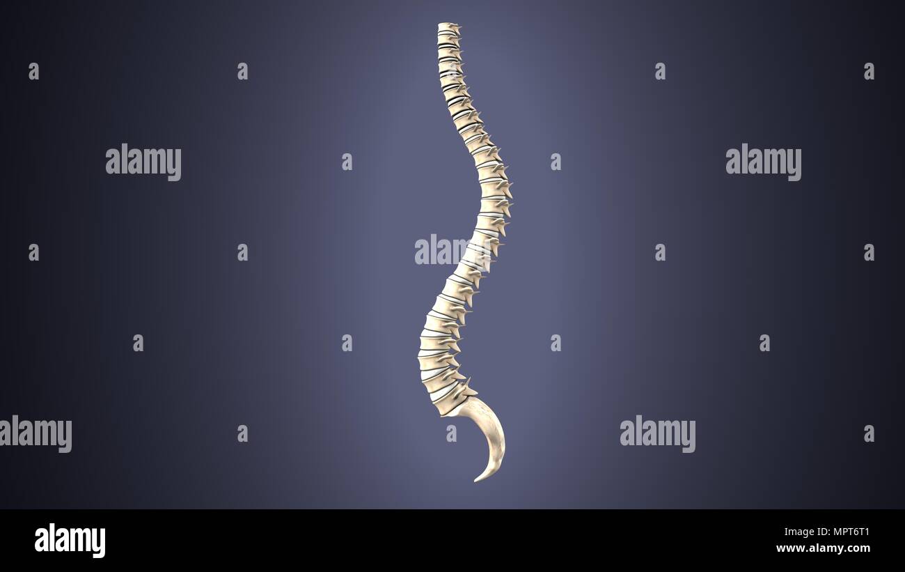 illustration 3d de l'anatomie du squelette humain Banque D'Images