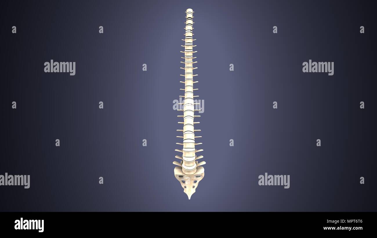 illustration 3d de l'anatomie du squelette humain Banque D'Images