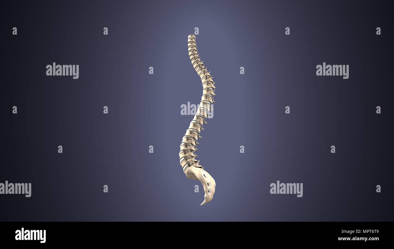 illustration 3d de l'anatomie du squelette humain Banque D'Images