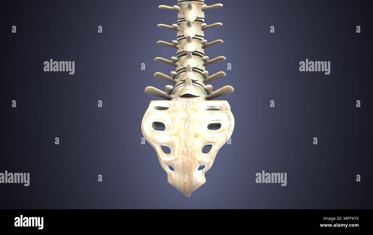 illustration 3d de l'anatomie du squelette humain Banque D'Images