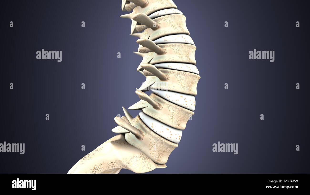 illustration 3d de l'anatomie du squelette humain Banque D'Images