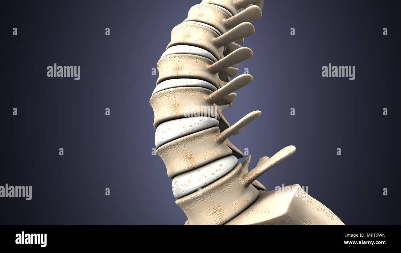 illustration 3d de l'anatomie du squelette humain Banque D'Images