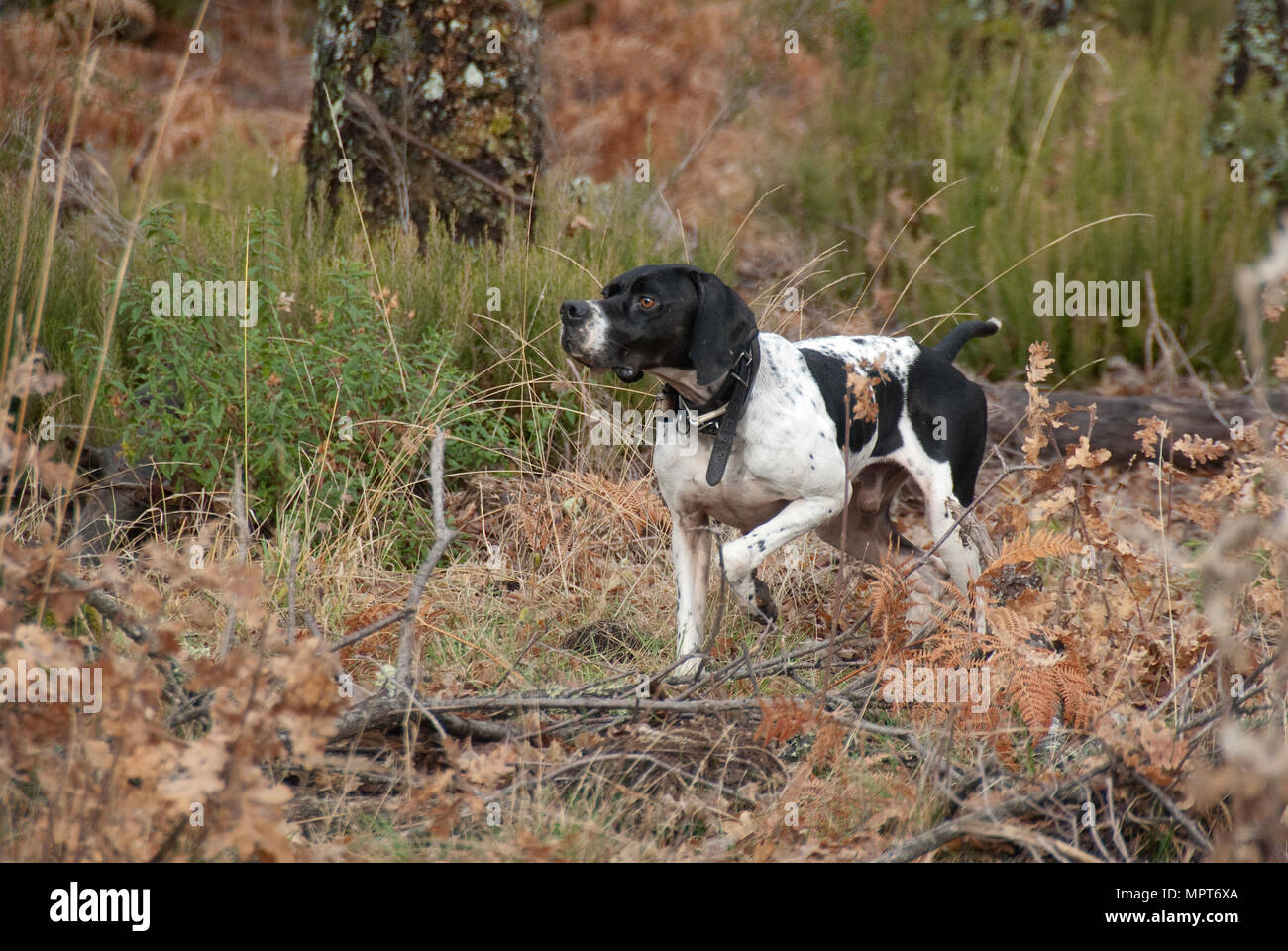 Race De Chien De Chasse Pointeur Soulignant Banque D