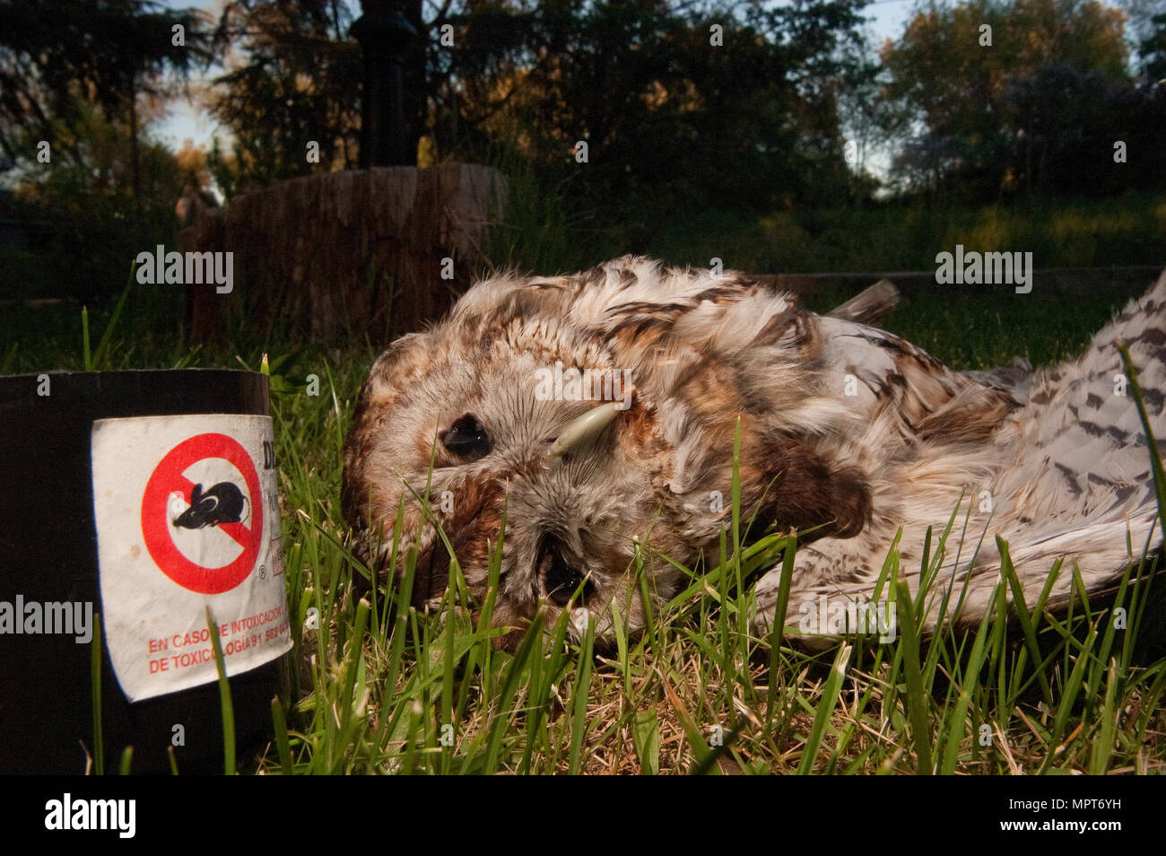 Owl empoisonnés par du raticide. Chouette hulotte eurasien, Strix Aluco enr. Banque D'Images