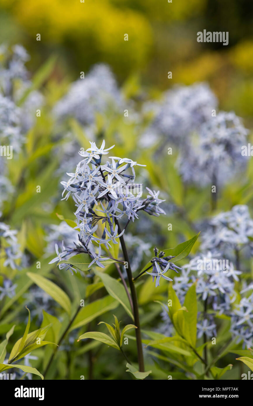 Amsonia tabernaemontana var. salicifolia. Eastern blue star des fleurs au printemps. UK Banque D'Images