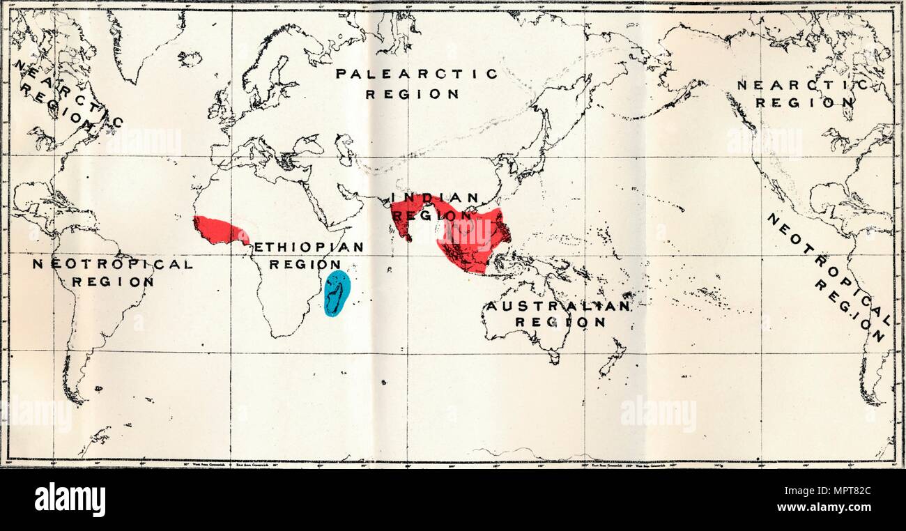 'Lemuroidea - III. La carte, montrant la distribution de la famille et de l'Chiromyidae sous-familles : Artiste inconnu. Banque D'Images