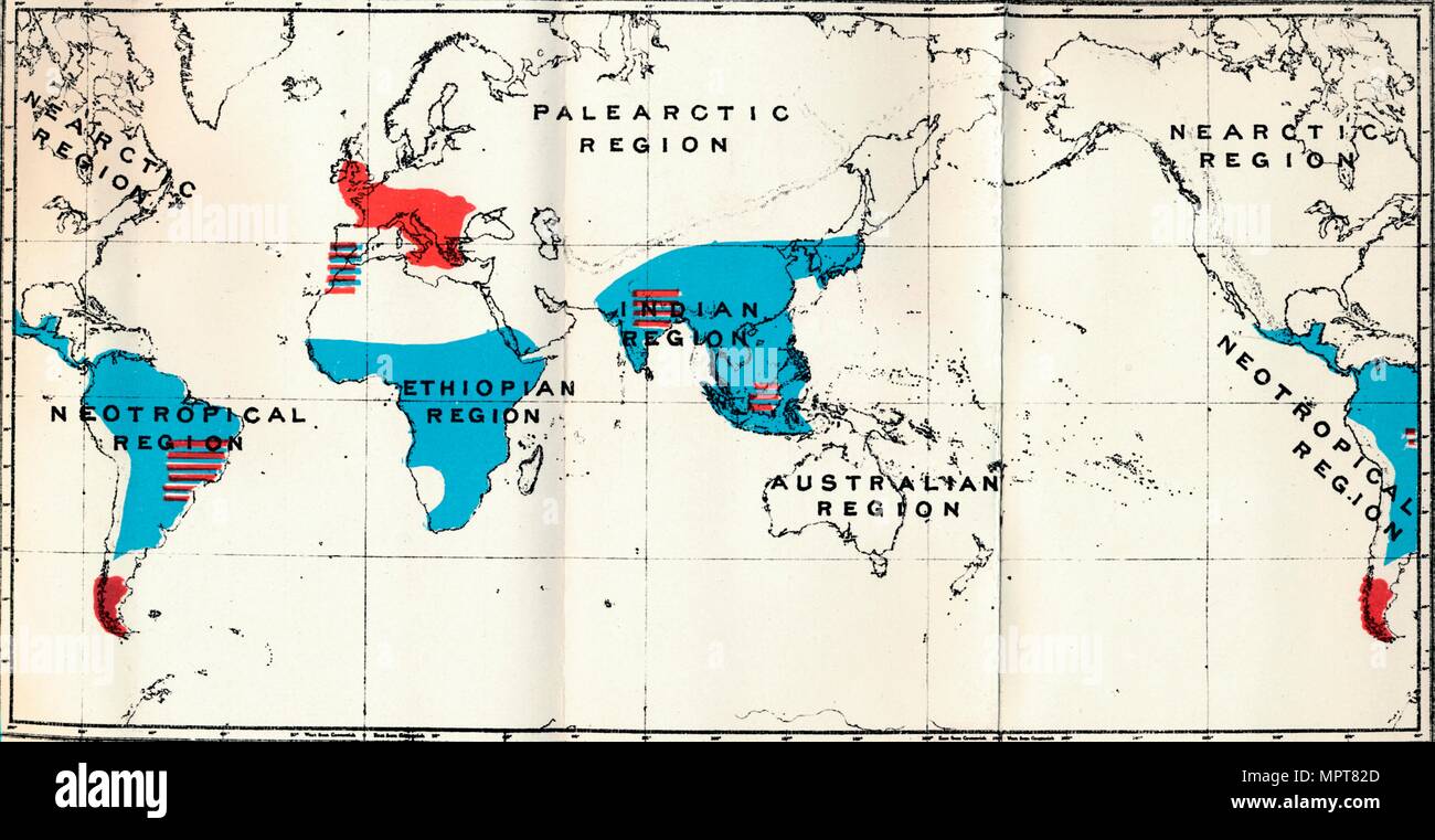 'Lemuroidea - IV. La carte, montrant la distribution de la vie (bleu) et de combustibles (rouge) Anthropoidea ', 1897. Artiste : Inconnu. Banque D'Images