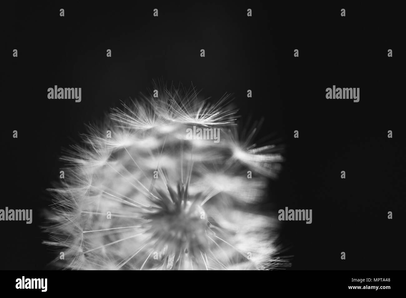 Close-up de tête de pissenlit (Taraxacum) montrant les filaments et les graines avec l'arrière-plan flou Banque D'Images